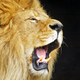 Image for article titled What Africa Looks Like Without Trophy Hunting